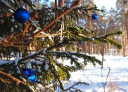 Все что нужно знать о новогодней елке Тотемное дерево язычников