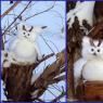 Crochet owls: patterns and description