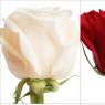 What flowers to give a girl for Valentine's Day