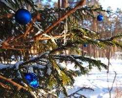 Все что нужно знать о новогодней елке Тотемное дерево язычников